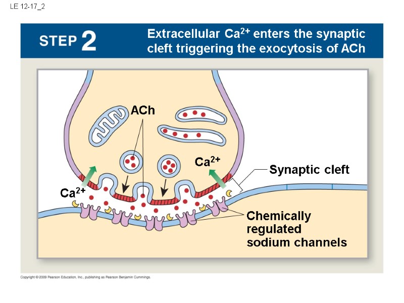 LE 12-17_2 Ca2+ Extracellular Ca2+ enters the synaptic cleft triggering the exocytosis of ACh
